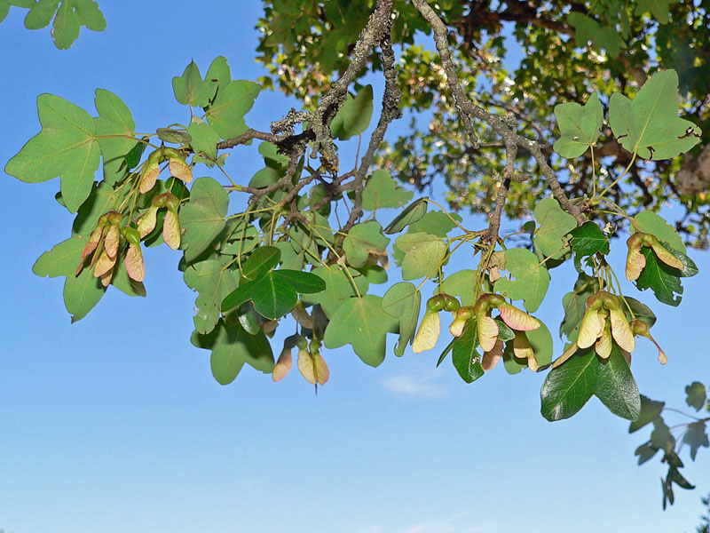 Sorbus torminalis? no, Acer monspessulanum